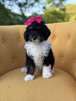 F1B Gretchen, a female Bernedoodle for sale in Mayfield, KY – 5 of 7