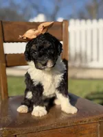 F1B Gretchen, a female Bernedoodle for sale in Mayfield, KY – Photo 3 of 4