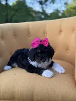 F1B Gretchen, a female Bernedoodle for sale in Mayfield, KY – 7 of 7