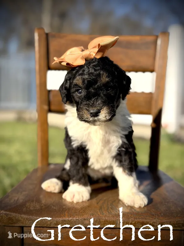 F1B Gretchen – Bernedoodle puppy for sale in Mayfield, KY