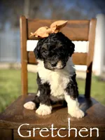 F1B Gretchen, a female Bernedoodle for sale in Mayfield, KY – Photo 1 of 4