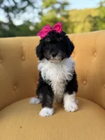 F1B Gretchen, a female Bernedoodle for sale in Mayfield, KY – 3 of 7