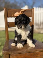 F1B Gretchen, a female Bernedoodle for sale in Mayfield, KY – Photo 4 of 4