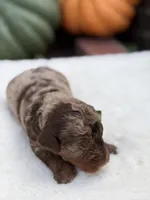 Green bow, a male Miniature Bernedoodle for sale in Mayfield, KY – 10 of 10
