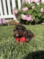 F1 Ace, a male Cavapoo for sale in Mayfield, KY – 7 of 7