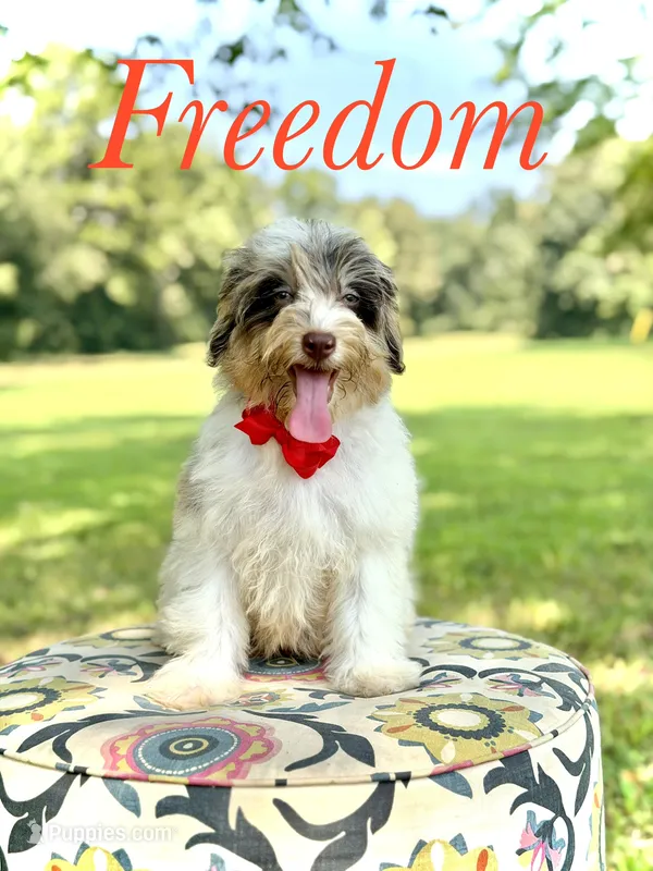 Freedom – Miniature Bernedoodle puppy for sale in Mayfield, KY