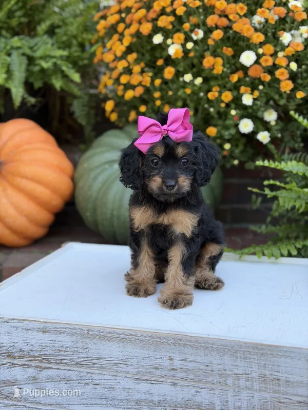 F1 Scarlett – Cavapoo puppy for sale in Mayfield, KY