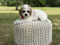 Benson, a male Miniature Goldendoodle for sale in Mayfield, KY – 9 of 10