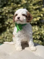Dawson, a male Cavapoo for sale in Mayfield, KY – 10 of 10