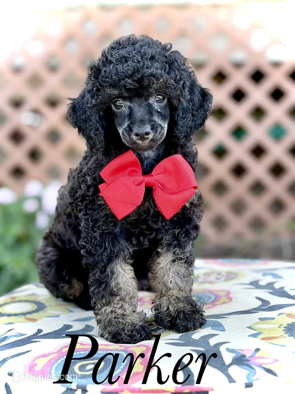 AKC Parker – Poodle - Toy  puppy for sale in Mayfield, KY