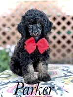 AKC Parker, a male Poodle - Toy  for sale in Mayfield, KY – 1 of 9