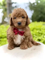 Parker , a male Miniature Goldendoodle for sale in Mayfield, KY – 10 of 10
