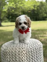 Benson, a male Miniature Goldendoodle for sale in Mayfield, KY – 2 of 10
