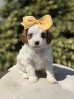 Daisy, a female Cavapoo for sale in Mayfield, KY – 10 of 10