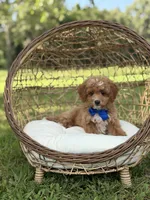 Bentley, a male Miniature Goldendoodle for sale in Mayfield, KY – 4 of 10