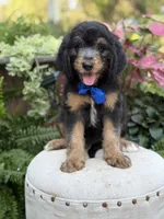 F1B Braxton, a male Bernedoodle for sale in Mayfield, KY – 10 of 10