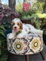 F1B Landon, a male Cavapoo for sale in Mayfield, KY – 4 of 10