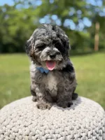 Trooper, a male Miniature Goldendoodle for sale in Mayfield, KY – 2 of 10