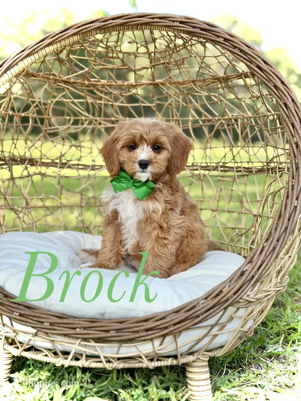 Brock – Miniature Goldendoodle puppy for sale in Mayfield, KY