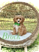 Brock, a male Miniature Goldendoodle for sale in Mayfield, KY – 1 of 8