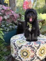 F1 Tyler, a male Bernedoodle for sale in Mayfield, KY – 3 of 10