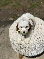 Dash , a male Cavapoo for sale in Mayfield, KY – 3 of 7