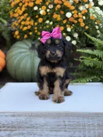F1 Scarlett, a female Cavapoo for sale in Mayfield, KY – 6 of 10