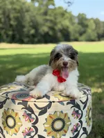 Freedom, a male Miniature Bernedoodle for sale in Mayfield, KY – 10 of 10