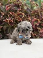 Hollis , a male Miniature Bernedoodle for sale in Mayfield, KY – 3 of 10