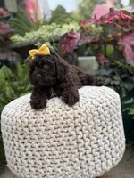 Amelia, a female Cavapoo for sale in Mayfield, KY – 5 of 8