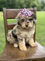 Liberty, a female Miniature Bernedoodle for sale in Mayfield, KY – 8 of 10