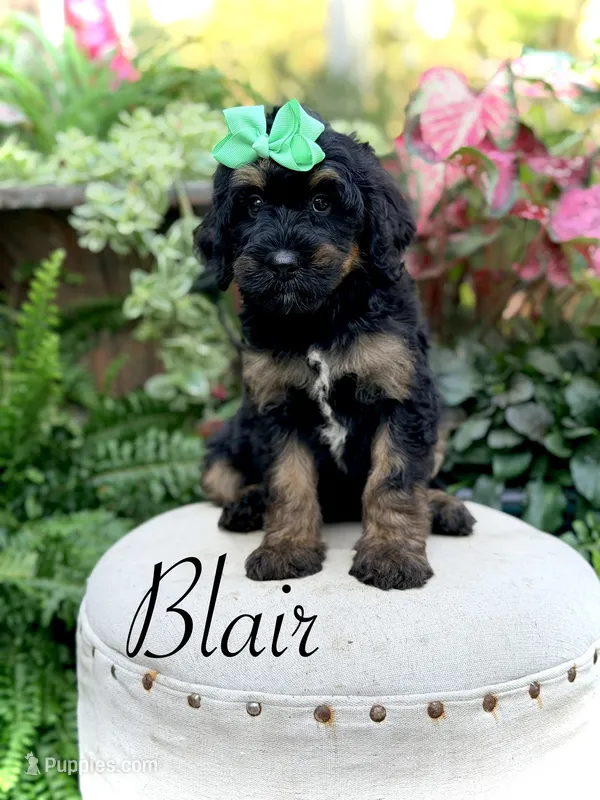 F1B Blair – Bernedoodle puppy for sale in Mayfield, KY