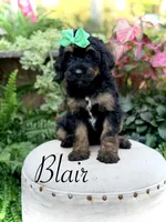 F1B Blair, a female Bernedoodle for sale in Mayfield, KY – 1 of 9