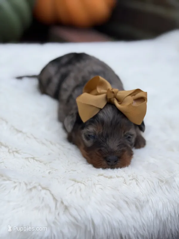 Gold bow – Miniature Bernedoodle puppy for sale in Mayfield, KY