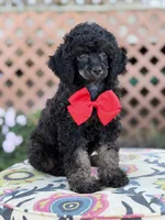 AKC Parker, a male Poodle - Toy  for sale in Mayfield, KY – 3 of 9