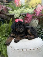 F1B Brooke, a female Bernedoodle for sale in Mayfield, KY – 9 of 10