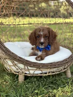 F1 Carter, a male Cavapoo for sale in Mayfield, KY – 3 of 10