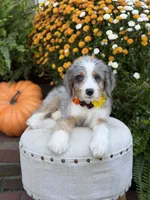 F1 Violet, a female Bernedoodle for sale in Mayfield, KY – 3 of 10