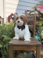 F1B Colton, a male Cavapoo for sale in Mayfield, KY – 3 of 10
