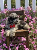 AKC Porter, a male Poodle - Toy  for sale in Mayfield, KY – 9 of 10