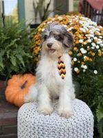 Freedom, a male Miniature Bernedoodle for sale in Mayfield, KY – 2 of 10