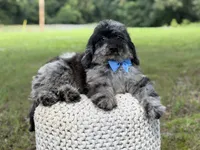 Maxwell, a male Miniature Goldendoodle for sale in Mayfield, KY – 4 of 10