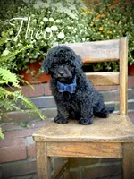 Theo, a male Shihpoo for sale in Mayfield, KY – 1 of 10