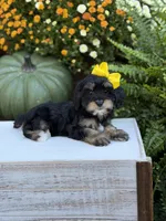 F1 Skeye, a female Cavapoo for sale in Mayfield, KY – 10 of 10