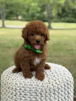 Andy, a male Miniature Goldendoodle for sale in Mayfield, KY – 9 of 9