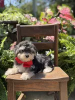 F1B Tucker, a male Maltipoo for sale in Mayfield, KY – 9 of 10
