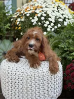 F1 Carter, a male Cavapoo for sale in Mayfield, KY – 9 of 10