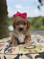 Presley, a female Miniature Goldendoodle for sale in Mayfield, KY – 7 of 8