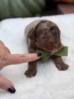Green bow, a male Miniature Bernedoodle for sale in Mayfield, KY – 2 of 10