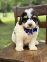 Uncle Sam , a male Miniature Bernedoodle for sale in Mayfield, KY – 5 of 10